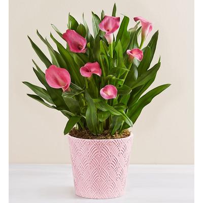 1-800-Flowers Seasonal Gift Delivery Sweet Blooms Calla Lily Large Pink Calla Lily