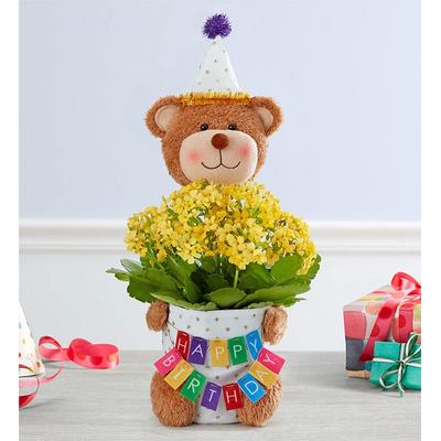 1-800-Flowers Everyday Gift Delivery Birthday Bear...