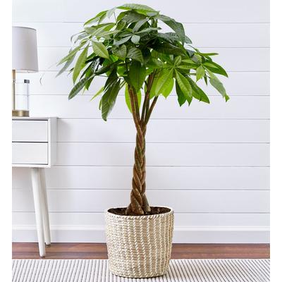 1-800-Flowers Plant Delivery Money Tree Large Plant