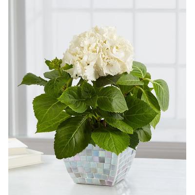 1-800-Flowers Everyday Gift Delivery Majestic Mosaic Hydrangea Small White