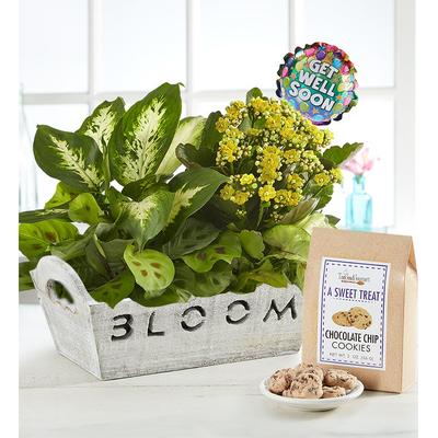 1-800-Flowers Seasonal Gift Delivery Bloom Dish Garden Bloom W/ Get Well Balloon & Cookies | Happiness Delivered To Their Door