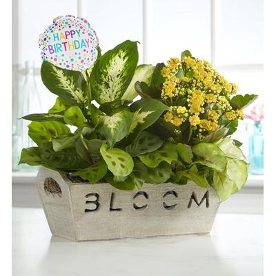 1-800-Flowers Plant Delivery Happy Birthday Dish Garden Happy Birthday Garden | Happiness Delivered To Their Door