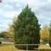 Plants by Mail 2.5 Qt. Leyland Cypress Tree | 27 H x 14 D in | Wayfair 1237Q