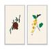 Gracie Oaks Organic Vintage Fruits IV - 2 Piece Graphic Art Set Canvas in Brown/Green/White | 20 H x 24 W x 1 D in | Wayfair