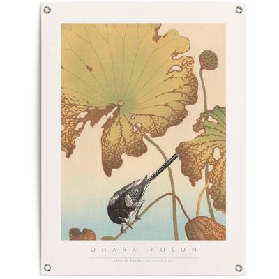 Poster REINDERS "Bachstelze auf Lotuspflanze", braun (farbe bild(er): braun), B:60cm H:80cm T:0,1cm, Leinwand, Bilder Image