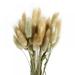 Dried Pampas Grass Stems Bunny Tails Dried Bunny Tails Pampas for Flower Arrangements Wedding Home Decor