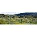 Panoramic Images PPI29251L Saguaro cactus - Carnegiea gigantea in a field Sonoran Desert Arizona USA Poster Print by Panoramic Images - 36 x 12