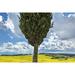 Italy San Quirico d Orcia. Cypress tree and landscape. Poster Print by Jaynes Gallery (24 x 36)