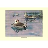 Buyenlarge Pink-Eared Duck by Louis Agassil Fuertes Painting Print in Gray/Indigo | 28 H x 42 W x 1.5 D in | Wayfair 0-587-08867-2C2842