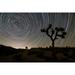 Star trails and Joshua trees in Joshua Tree National Park California Poster Print (17 x 11)