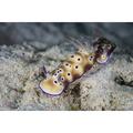 A pair of beautiful nudibranchs crawl along the seafloor Poster Print by Ethan Daniels/Stocktrek Images (17 x 11)