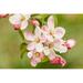 Hood River Oregon USA Close-up of apple blossoms in the nearby Fruit Loop area Poster Print by Janet Horton (24 x 18) # US38JHO0026