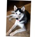 Z Posters Dogs Siberian Husky Mini poster 11inx17in 11x17 poster Color Category: Multi Unframed Ages: Adults