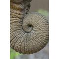 Close-up of an African elephants trunk Ngorongoro Crater Arusha Region Tanzania - Loxodonta Africana Poster Print by - 16 x 24