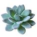 Artificial Succulent Faux Small Succulents Plant Mini Fake Plants Unpotted Decor for Home Office 1Pc Plastic Fake Artificial Succulents Plant Bonsai Garden Home Office Decor