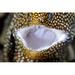 Close-up front view of the mouth of a whitemouth moray eel Poster Print by VWPics/Stocktrek Images (34 x 22)