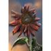 CA Hybrid sunflower blowing in the wind at dusk by Christopher Talbot Frank (24 x 36)