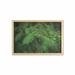 Evergreen Wall Art with Frame Pattern of Branches of a Fir Closeup Image with a Blurred Background Printed Fabric Poster for Bathroom Living Room 35 x 23 Fern Green Evergreen by Ambesonne