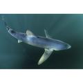 A sleek blue shark swimming in the waters off Cape Cod Massachusetts. Poster Print by Ethan Daniels/Stocktrek Images (1