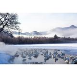 Japan-Hokkaido A group of whooper swans congregate in the mist by Ellen Goff (36 x 24)