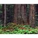 Oregon Willamette NF. Large trunk of old growth Douglas fir and forest floor with vanilla leaf. Poster Print by John Barger (18 x 24)