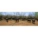 Herd of Cape buffaloes - Syncerus caffer wait out in the minimal shade of thorn trees Kruger National Park South Africa Poster Print by - 36 x 12