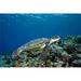 Design Pics Micronesia Yap Green Sea Turtle - Chelonia Mydas Over Coral Reef Poster Print - 17 x 11