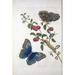 Porter Design Tropical Fruit Butterflies Plate 2 Poster Print by Sybilla Merian - Small