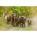 Asian Elephant family on the jungle track Corbett National Park-India by Jagdeep Rajput (36 x 24)