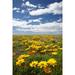 Wildflowers Marine Parade Napier Waterfront Hawkes Bay North Island New Zealand Poster Print by David Wall (24 x 35)