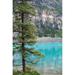 Pine tree Moraine Lake Banff National Park Canada Poster Print by Raymond Klass (19 x 28)