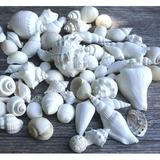 White Decorative Sea Shell Mix | 2 Pounds of Shell for Decoration | Shells for Craft | Nautical Crush Trading TM â€¦