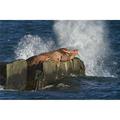 Pacific Walrus Males Hauled Out on Flat Rock Waves Crashing Against Rock Behind Walruses Walrus Islands State Game Sanctuary 3 Poster Print - 38 x 24 in. - Large