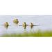 Inquisitive Ducklings - Baie-Du-Febvre Quebec Canada Poster Print by Dominic Marcoux 42 x 18 - Large