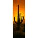 Saguaro cactus (Carnegiea gigantea) in a desert at sunrise Arizona USA Poster Print (27 x 9)