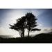 Posterazzi The Silhouette of A Tree Against A Bright Blue Sky & Cloud with The Pacific Coastline on Fort Point - San Francisco California Poster Print - 19 x 12 in.