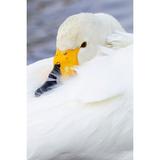 Japan-Hokkaido Portrait of a whooper swan with its yellow and black bill by Ellen Goff (18 x 24)