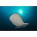 Large whale shark swimming near the surface with sunlight above Cenderawasih Bay West Papua Indonesia Poster Print (34 x 22)