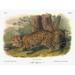 Audubon: Jaguar. /Njaguar (Panthera Onca). Lithograph C1854 After A Painting By John Woodhouse Audubon For John James Audubon S Viviparous Quadrupeds Of North America. Poster Print by (24 x 36)