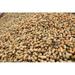 Mound of peanuts at peanut facility in Plains Georgia Poster Print by Panoramic Images (36 x 24)