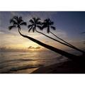 Posterazzi DPI1879295 Palm Trees On Beach At Sunset Poster Print 18 x 13