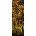 Aspen trees in autumn Colorado USA Poster Print (18 x 6)