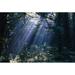 Sun Beams Through Fog & Forest Trees Poster Print by Natural Selection Craig Tuttle 36 x 24 - Large