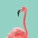Flamingo Poster Print by Stellar Design Studio Stellar Design Studio (18 x 18) # ST753