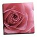 Gango Home Decor Contemporary Blush Rose by Monika Burkhart (Ready to Hang); One 16x16in Hand-Stretched Canvas