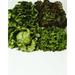 Agriculture - Heads of Romaine red leaf Iceberg and green leaf lettuce bunched together on white studio.