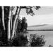 USA Maine Weld Webb Lake birches and cottage with morning mist Poster Print (18 x 24)