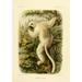 Bocourt (1819-1904) et Faguet Natural History of Madagascar 1885 Von de Decken s Sifaka Poster Print by Bocourt et Faguet (24 x 36) (24 x 36)
