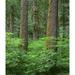 OR Willamette NF. Springtime in old growth forest of Douglas fir and western hemlock Poster Print by John Barger (24 x 36)