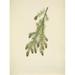 N. American Wild Flowers 1925 Western Hemlock Poster Print by Mary V. Walcott (18 x 24)